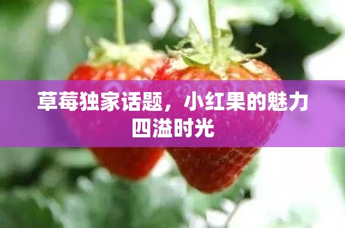 草莓独家话题,小红果的魅力四溢时光