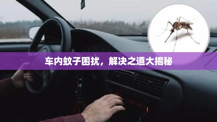 车内蚊子困扰,解决之道大揭秘