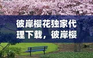 彼岸樱花独家代理下载,彼岸樱花网站入口