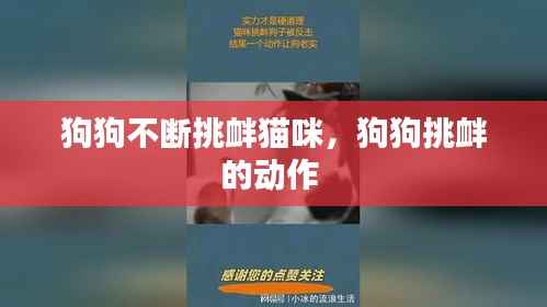 狗狗不断挑衅猫咪,狗狗挑衅的动作