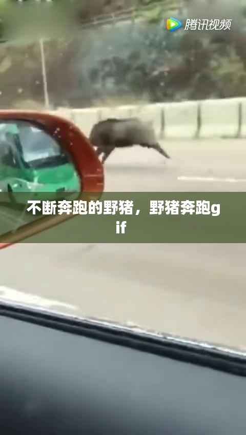 不断奔跑的野猪,野猪奔跑gif