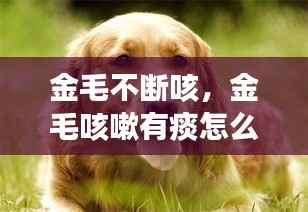 金毛不断咳,金毛咳嗽有痰怎么治疗