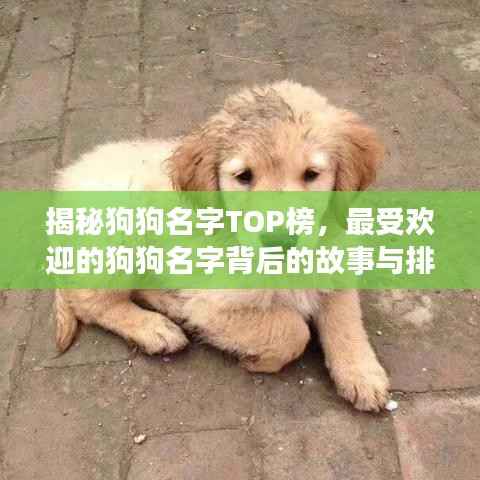 揭秘狗狗名字TOP榜,最受欢迎的狗狗名字背后的故事与排名