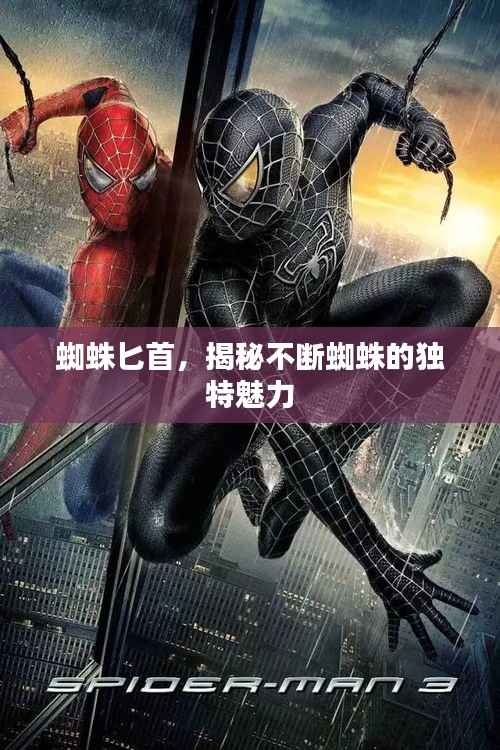 蜘蛛匕首,揭秘不断蜘蛛的独特魅力