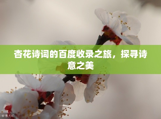 杏花诗词的百度收录之旅,探寻诗意之美