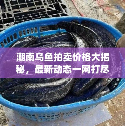 潮南乌鱼拍卖价格大揭秘,最新动态一网打尽