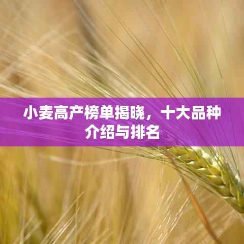 小麦高产榜单揭晓，十大品种介绍与排名