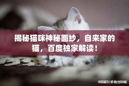 揭秘猫咪神秘面纱,自来家的猫,百度独家解读!