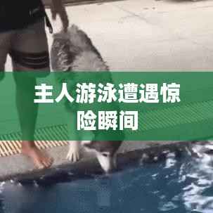 主人游泳遭遇惊险瞬间