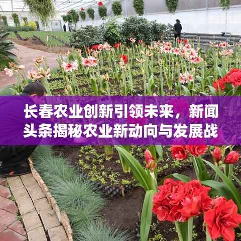 长春农业创新引领未来,新闻头条揭秘农业新动向与发展战略