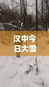 汉中今日大雪纷飞,最新消息视频直击现场